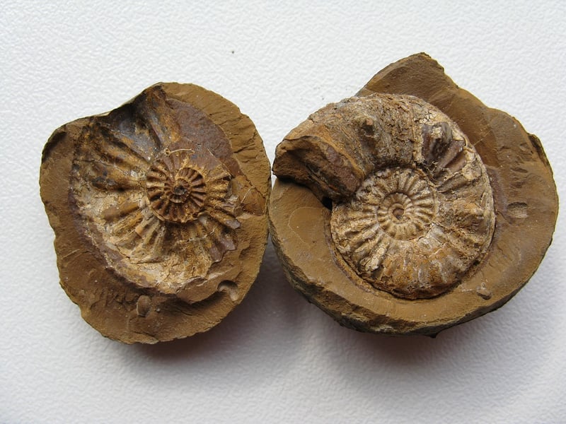 Burgess Shale